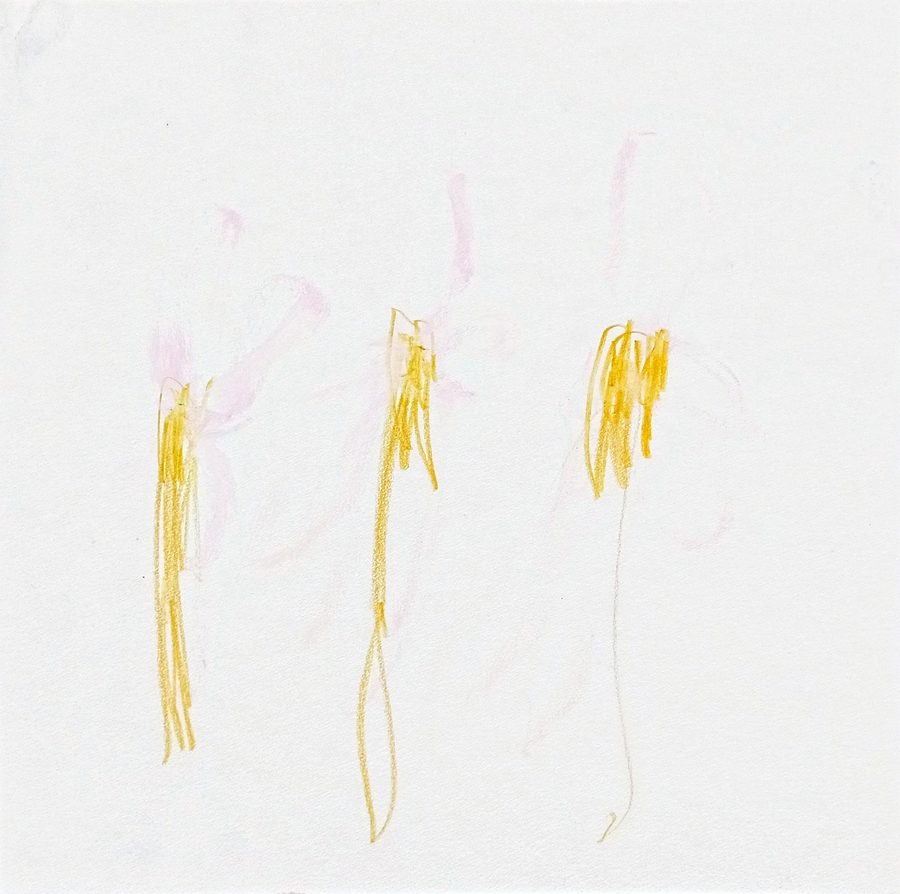 Square sheet, mostly white. Three flowers droop, their yellow strands falling like tassels; pink washes halo the left flower, fade at the middle one and vanish at the right — the dying runs left to right across the sheet. The quietest and strangest of the series.